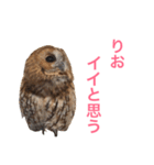 ふくろうの、りおさん。（個別スタンプ：22）