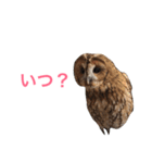 ふくろうの、りおさん。（個別スタンプ：23）