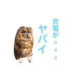 ふくろうの、りおさん。（個別スタンプ：25）