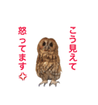 ふくろうの、りおさん。（個別スタンプ：29）