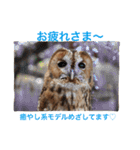 ふくろうの、りおさん。（個別スタンプ：31）