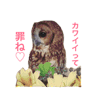ふくろうの、りおさん。（個別スタンプ：32）