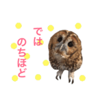 ふくろうの、りおさん。（個別スタンプ：34）