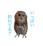 ふくろうの、りおさん。（個別スタンプ：35）