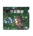 ふくろうの、りおさん。（個別スタンプ：38）