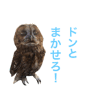 ふくろうの、りおさん。（個別スタンプ：39）