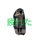 ニセ帯野であいうえお 2（個別スタンプ：32）