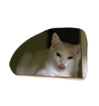 らぶらぶなふたり（個別スタンプ：1）