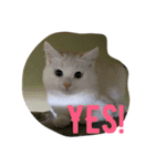 らぶらぶなふたり（個別スタンプ：3）
