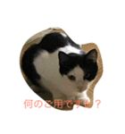 らぶらぶなふたり（個別スタンプ：15）