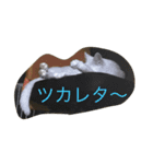 らぶらぶなふたり（個別スタンプ：25）