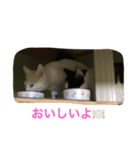らぶらぶなふたり（個別スタンプ：31）