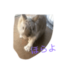 リアルこね丸（個別スタンプ：3）