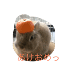 リアルこね丸（個別スタンプ：8）