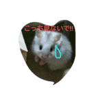 可愛い動物たちのキモチ（個別スタンプ：1）
