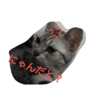 可愛い動物たちのキモチ（個別スタンプ：7）