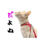 癒されペットの日常スタンプ3（個別スタンプ：5）