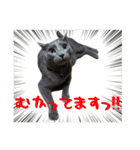 癒されペットの日常スタンプ3（個別スタンプ：6）