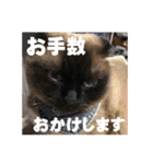 癒されペットの日常スタンプ3（個別スタンプ：13）