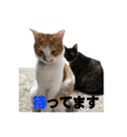 癒されペットの日常スタンプ3（個別スタンプ：25）