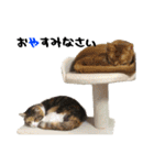 癒されペットの日常スタンプ3（個別スタンプ：40）