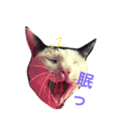 しじみ先輩（個別スタンプ：1）