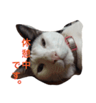 しじみ先輩（個別スタンプ：11）