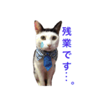 しじみ先輩（個別スタンプ：17）