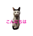 しじみ先輩（個別スタンプ：18）
