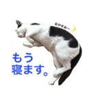 しじみ先輩（個別スタンプ：21）
