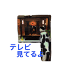 しじみ先輩（個別スタンプ：27）