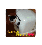 しじみ先輩（個別スタンプ：30）