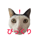 しじみ先輩（個別スタンプ：38）
