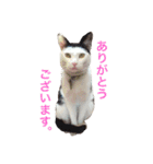 しじみ先輩（個別スタンプ：39）
