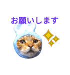 猫のまろさん ver.アニマル（個別スタンプ：2）