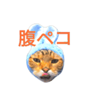 猫のまろさん ver.アニマル（個別スタンプ：3）