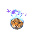 猫のまろさん ver.アニマル（個別スタンプ：5）