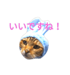 猫のまろさん ver.アニマル（個別スタンプ：6）