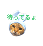 猫のまろさん ver.アニマル（個別スタンプ：7）