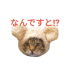 猫のまろさん ver.アニマル（個別スタンプ：9）