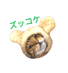 猫のまろさん ver.アニマル（個別スタンプ：10）