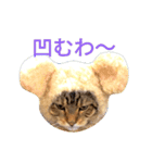 猫のまろさん ver.アニマル（個別スタンプ：14）