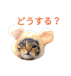 猫のまろさん ver.アニマル（個別スタンプ：15）