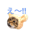 猫のまろさん ver.アニマル（個別スタンプ：16）