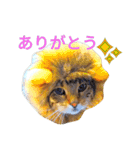 猫のまろさん ver.アニマル（個別スタンプ：17）