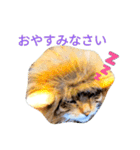 猫のまろさん ver.アニマル（個別スタンプ：18）