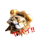 猫のまろさん ver.アニマル（個別スタンプ：19）