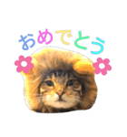 猫のまろさん ver.アニマル（個別スタンプ：21）