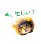 猫のまろさん ver.アニマル（個別スタンプ：23）