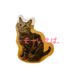 チャロという猫の日常 ver.3（個別スタンプ：2）
